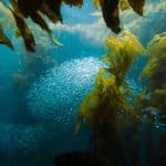 Biofabrication Breakthroughs: Growing Materials from Algae and Kelp