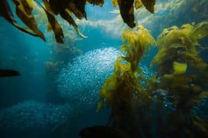 Biofabrication Breakthroughs: Growing Materials from Algae and Kelp