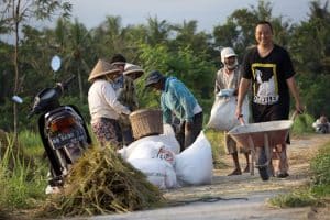 Organic Cotton’s Comeback: Why Farmers Are Switching to Regenerative Methods