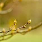 LEED Certification 2.0: New Standards for Eco-Friendly Developments