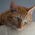 Pet-Friendly Travel: Airlines and Hotels Rolling Out Paw-some Perks