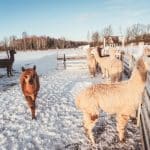 Rural Resurgence: Farm Stays and Agri-Tourism Boom