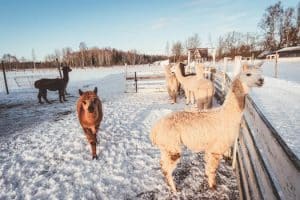 Rural Resurgence: Farm Stays and Agri-Tourism Boom